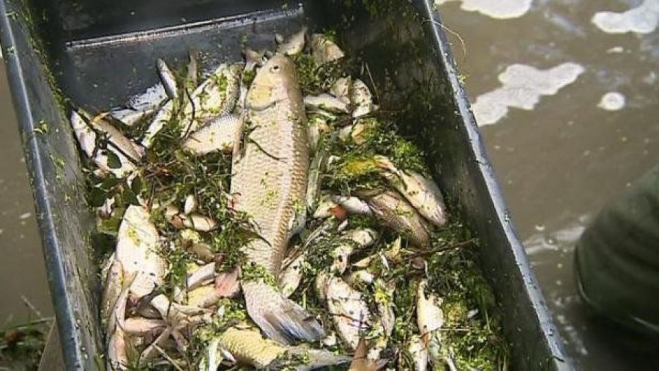 Draslovka dá rybářům za únik kyanidu dva miliony korun