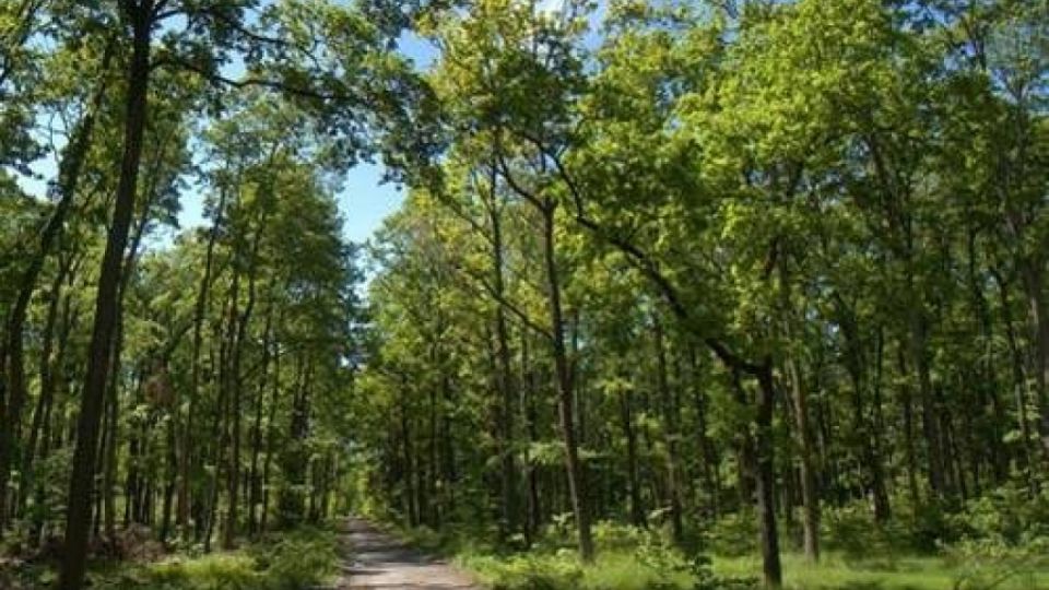 Stanovisko Komise pro životní prostředí Akademie věd ČR k zachování Klánovického lesa