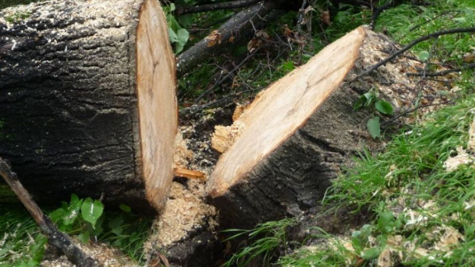 Ministerstvo dopravy chce znovu umožnit kácení stromů u silnic