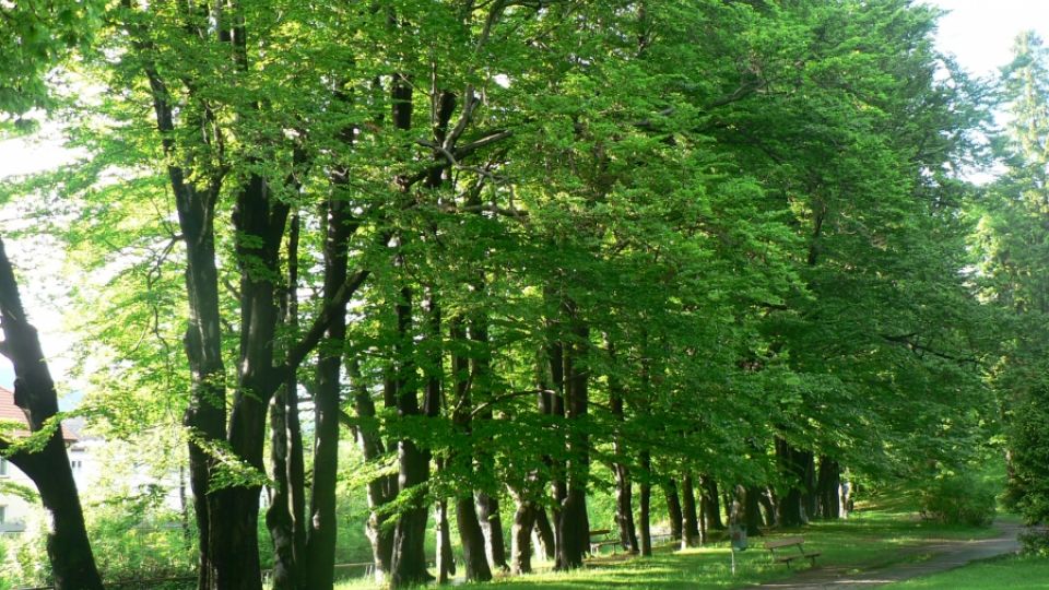 Arnika nabízí poradenství pro ochranu stromů a zeleně nově i v Olomouci