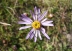 Aster amellus L.
