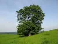 Stromy Středočeského kraje 