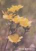 Len žlutý (Linum flavum L.)