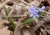 Scilla bifolia L.