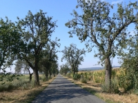 Aleje Olomoucka 