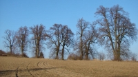 Vítězná Alej roku 2011