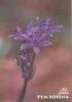 Ladoňka dvoulistá (Scilla bifolia L.)