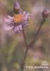 Hvězdnice chlumní (Aster amellus L.)