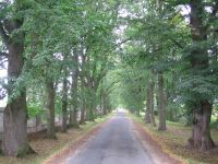 Hledá se nejhezčí stromořadí! Arnika vyhlašuje anketu Alej roku 2011.