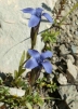 Gentianopsis ciliata L.
