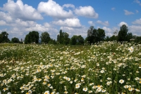Rohanský ostrov 2010