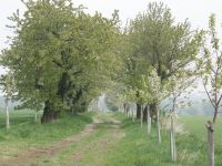 Začíná hlasování v anketě Alej roku 2011