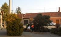 5. A strom už není