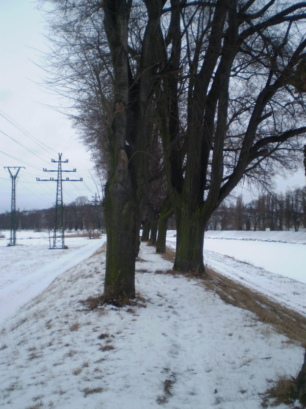 P7050360-1
