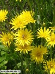 scorzonera-hispanica