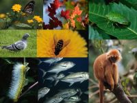 biodiverzita-uvod