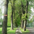 Alej v lázních II, Jeseník