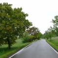 Javorové stromořadí u Šubířova