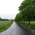 Javorové stromořadí u Šubířova