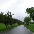 Ovocná alej mezi Supíkovice a Písečná