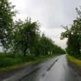 Alej Tučín-Radslavice