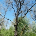 DSCF3303