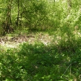DSCF3305