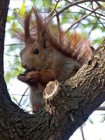 Ab_sciurus_vulgaris_veverka_obecna_autor_Andrzej_Barabasz