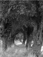 alej-uh-morava