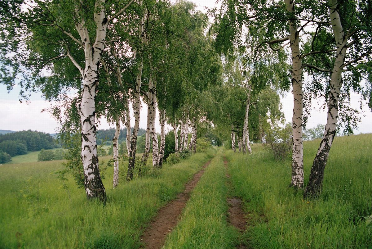 Brezova
