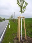 U druhů, kterým hrozí praskání kmene, proběhne po výsadbě natření kmene bílou barvou. Každý strom získá inventární číslo. (Foto: Martin Skalský)