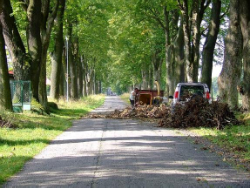 Odborná péče v aleji. (Foto: Michal Valečík)