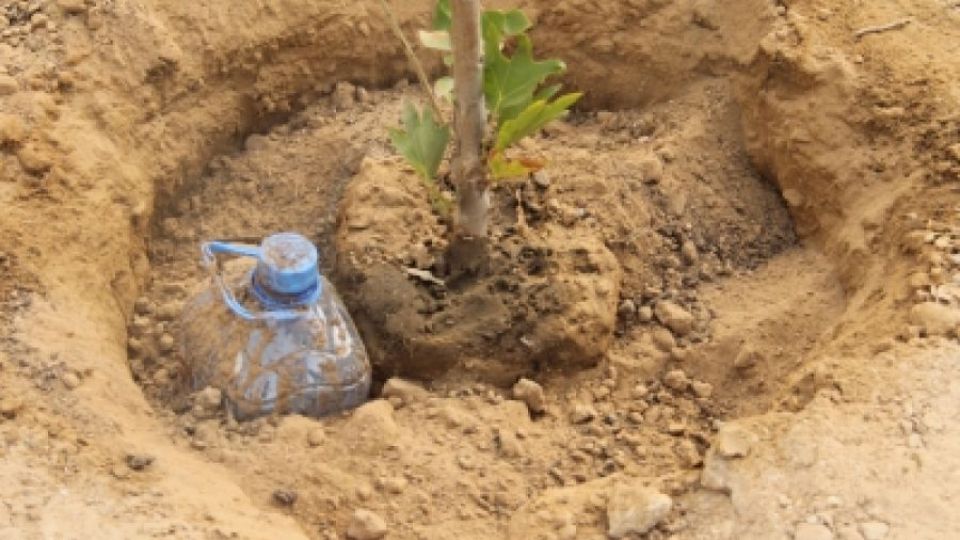 Как вырастить дерево в засушливом климате при минимальном потреблении воды