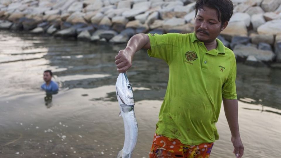 Arnika poukázala na toxické znečištění ryb v Thajsku