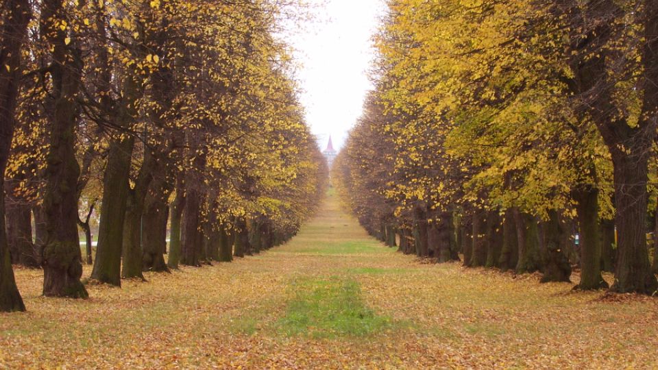 Podzimní aleje čekají na své objevení. Nominujte tu svou do ankety Alej roku 2025!