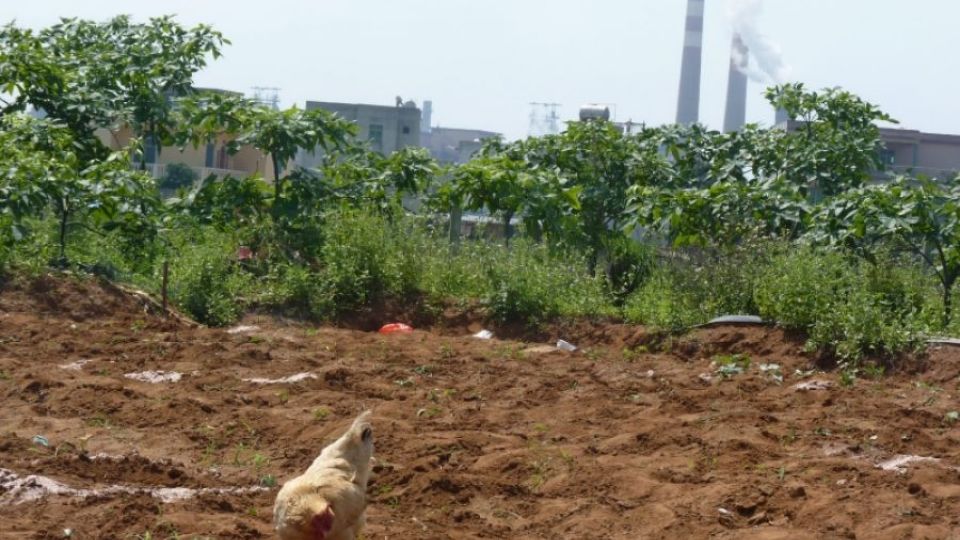 Arnika nalezla vysoké koncentrace dioxinů ve vejcích z okolí spaloven odpadu v Číně