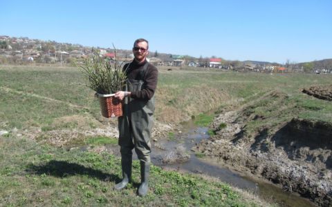 Tree planting in Bălăbănești