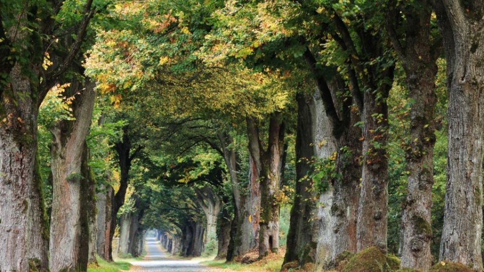 German Avenue of the Year won the trees in North Rhine-Westphalia, Thuringia and Saxony