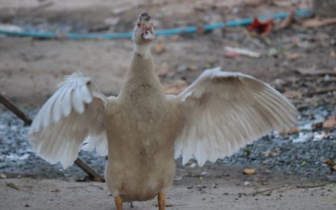 EARTH a Arnika nalezly v kachních vejcích z Thajska nebezpečné látky. Původcem jsou zařízení na „recyklaci“ elektroodpadu