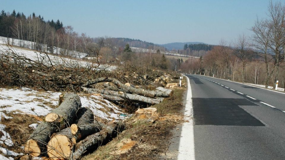 Silniční zákon má opět umožnit kácení stromů