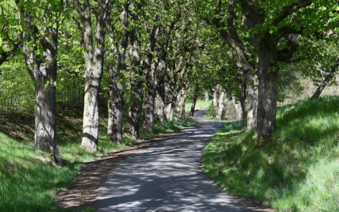 Nezapomeňte hlasovat v anketě Alej roku 2025! Vaše oblíbená alej potřebuje podporu