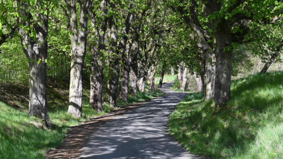 Nezapomeňte hlasovat v anketě Alej roku 2025! Vaše oblíbená alej potřebuje podporu