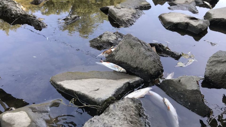 Mrtvé ryby v Bečvě - 20. září 2020