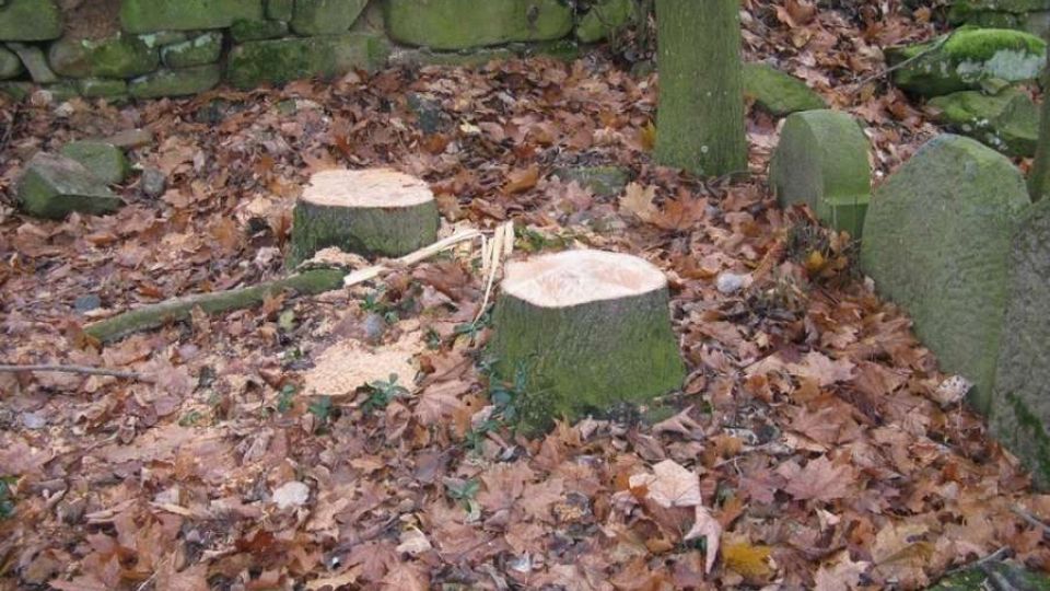 Zničené stromy na hřbitově ve Větrném Jeníkově