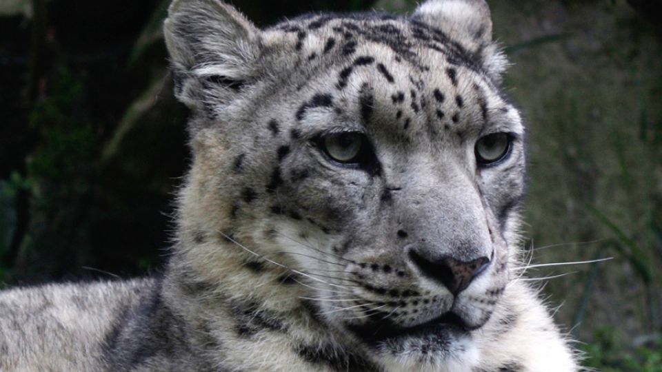 Arnika odstartovala kampaň za záchranu levharta sněžného v Kazachstánu