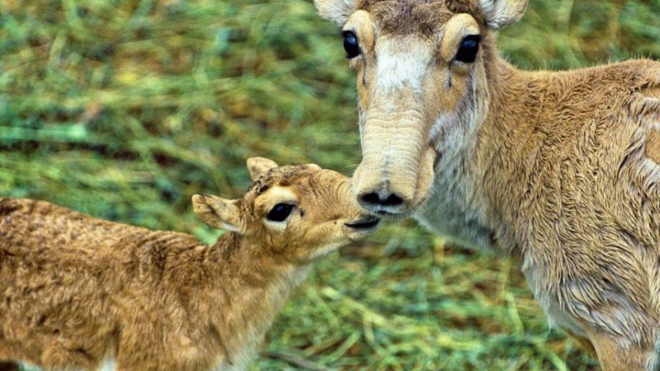 Zachraňme kriticky ohroženou antilopu sajgu!