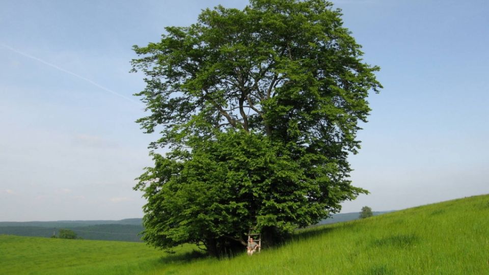 Stromy Středočeského kraje 