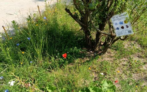 Výsev květnaté louky na Nuselských schodech