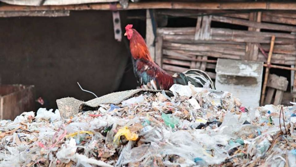 Plastic waste poisons Indonesia’s food chain. Alarming levels of dioxins, PFOS &amp; other banned chemicals found in eggs sampled near plastic waste hot spots in Indonesia