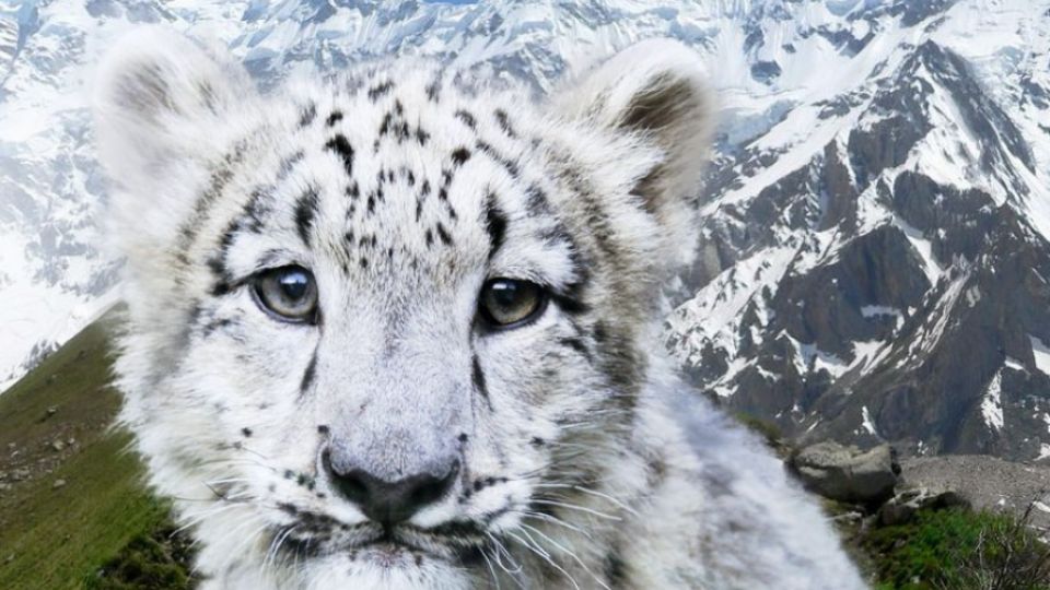 Záchranu sněžného levharta podpořil Český olympijský výbor